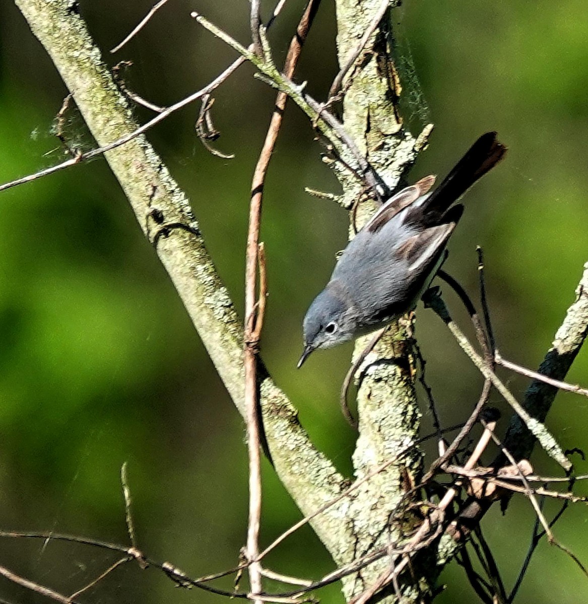 Blue-gray Gnatcatcher - ML619855265