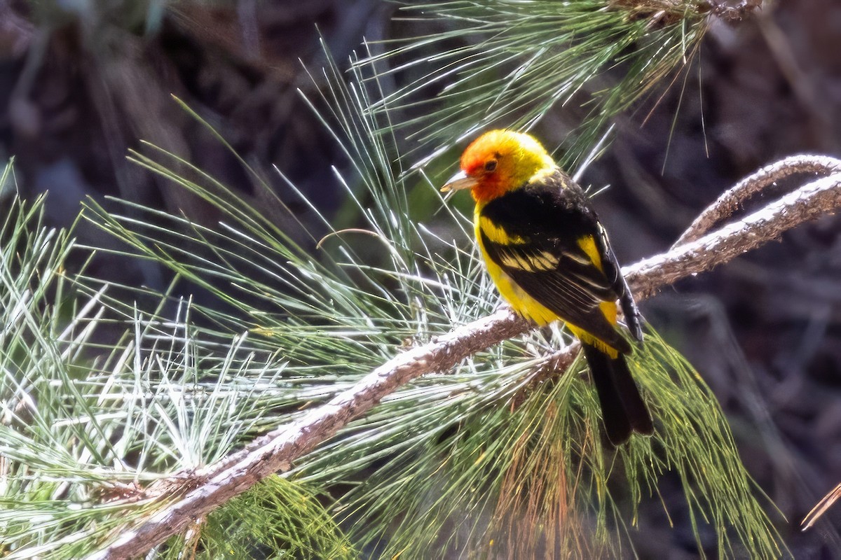 Western Tanager - ML619855266
