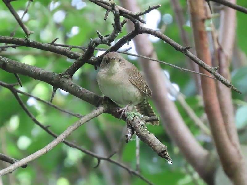 House Wren - ML619855267