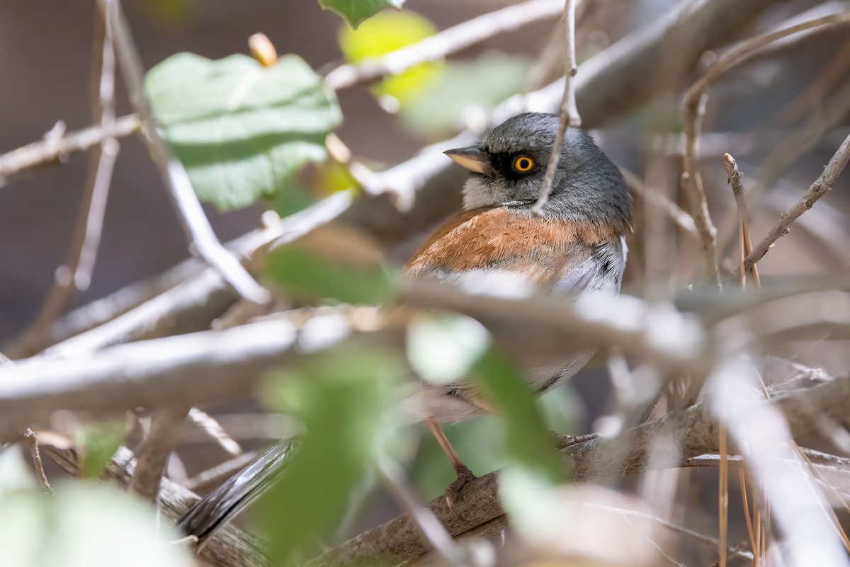 Junco aux yeux jaunes - ML619855283