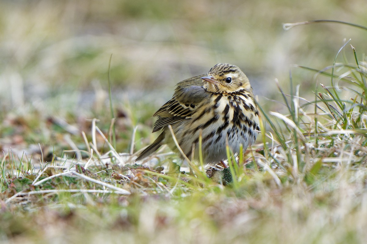 Olive-backed Pipit - ML619855285