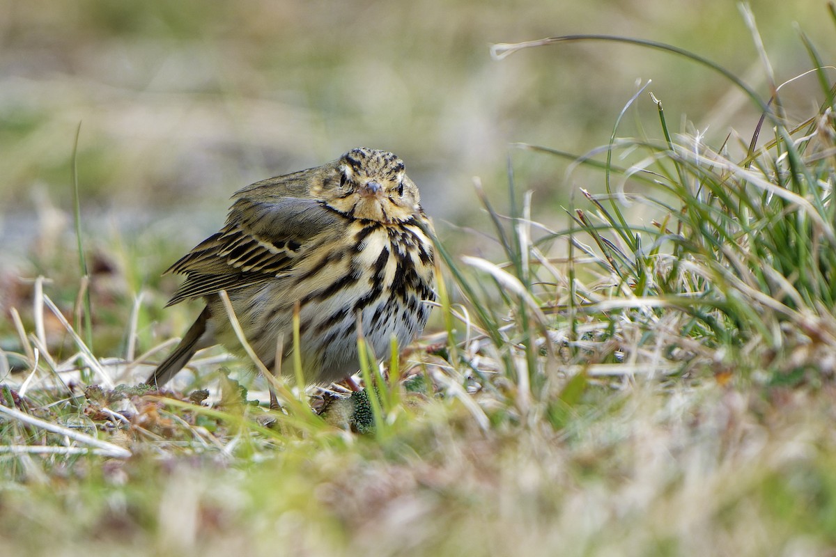 Olive-backed Pipit - ML619855286