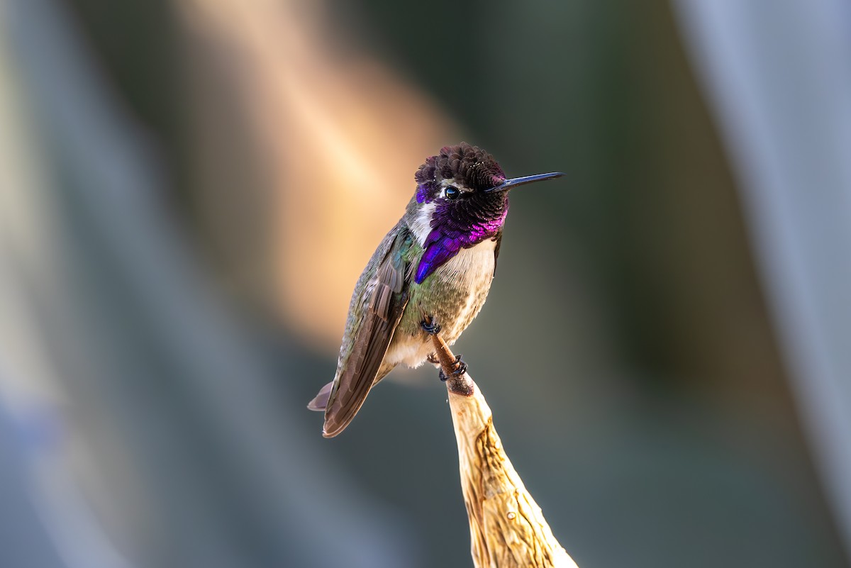 Costa's Hummingbird - ML619855289