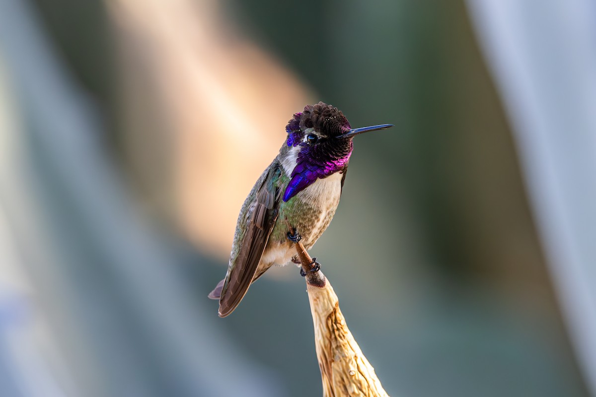 Costa's Hummingbird - ML619855291