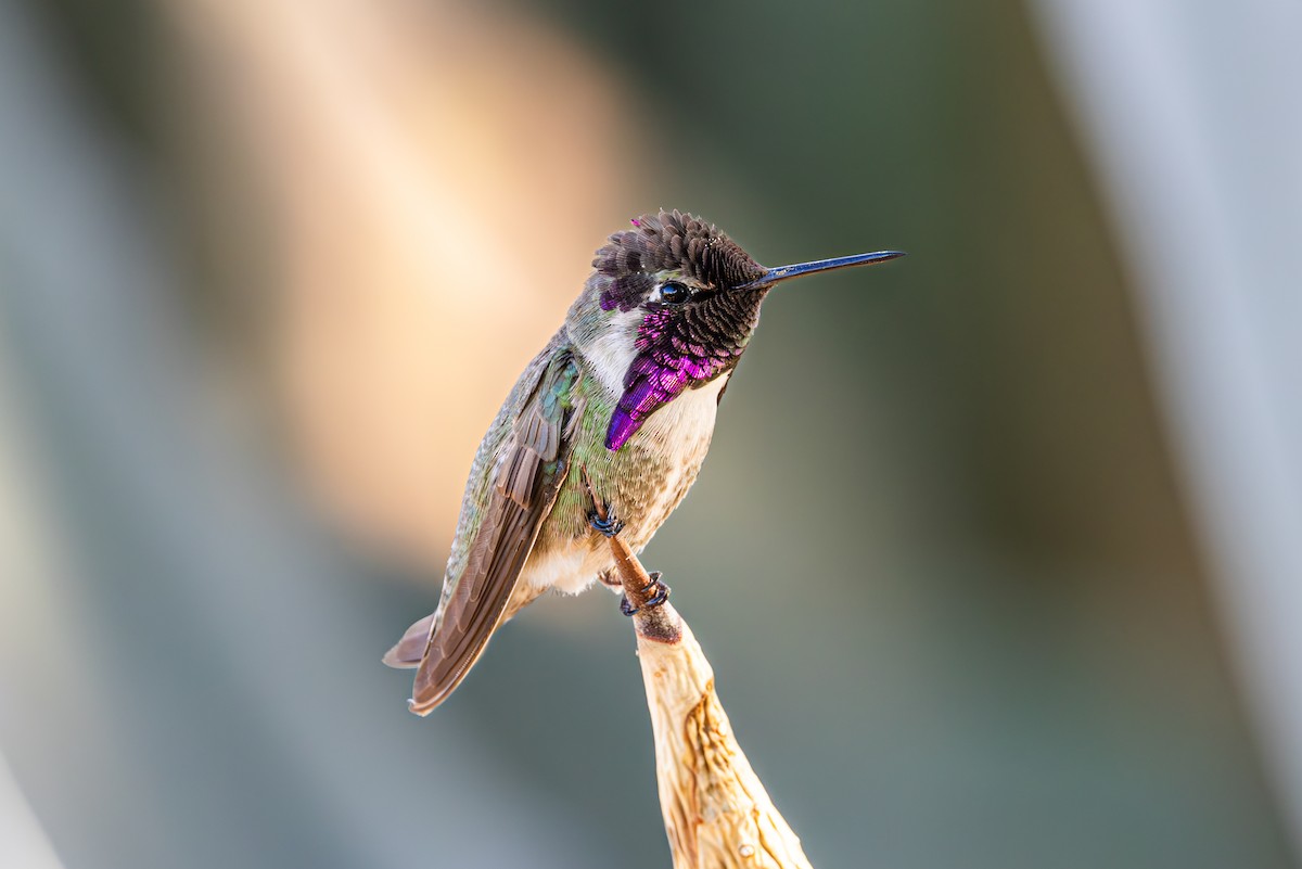 Costa's Hummingbird - ML619855292