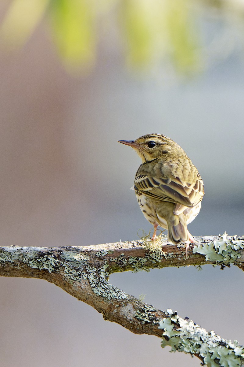 Olive-backed Pipit - ML619855297