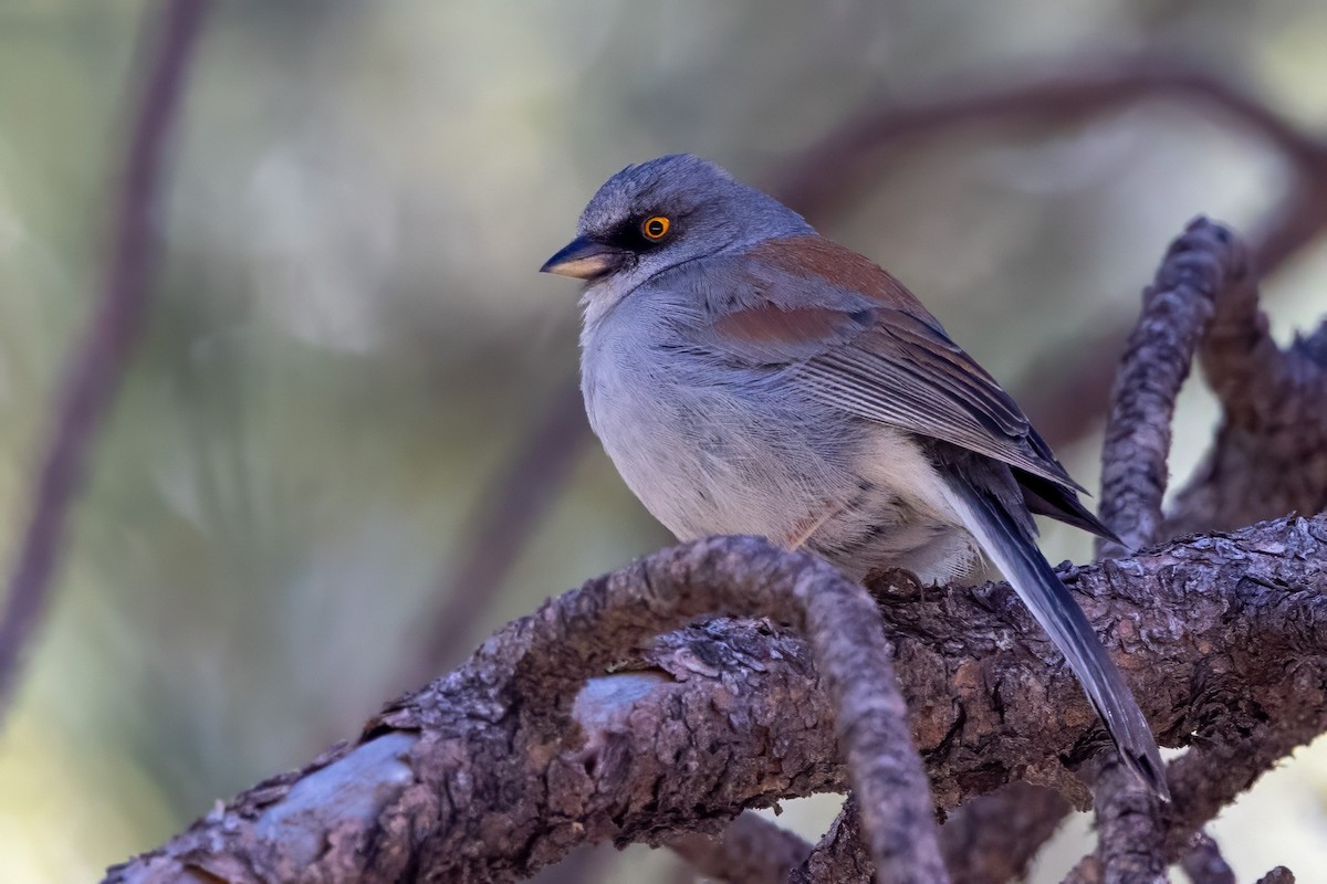 Yellow-eyed Junco - ML619855298