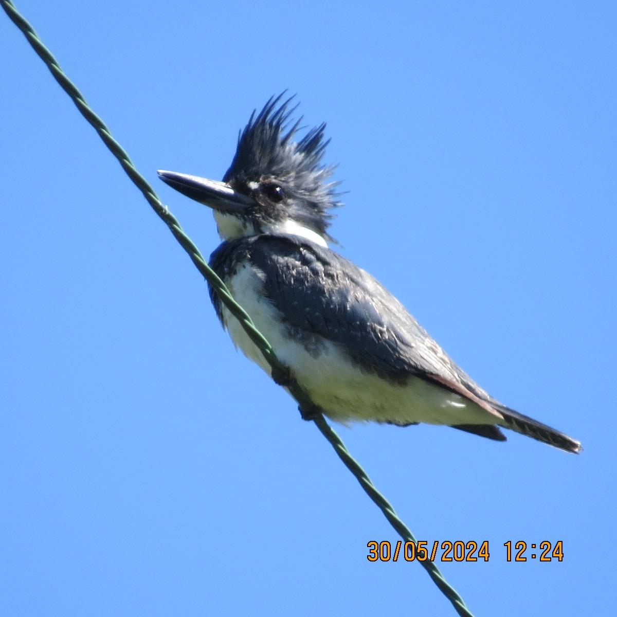 Belted Kingfisher - ML619855308