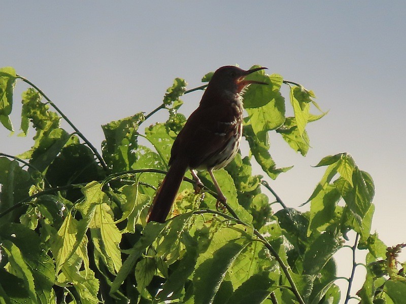 Brown Thrasher - Tracy The Birder