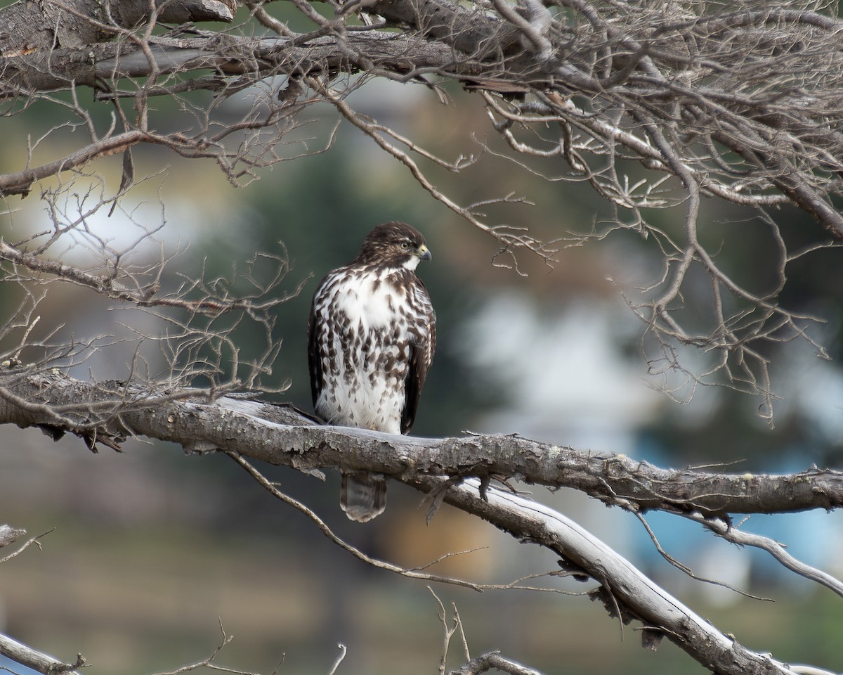 Rufous-tailed Hawk - ML619855338