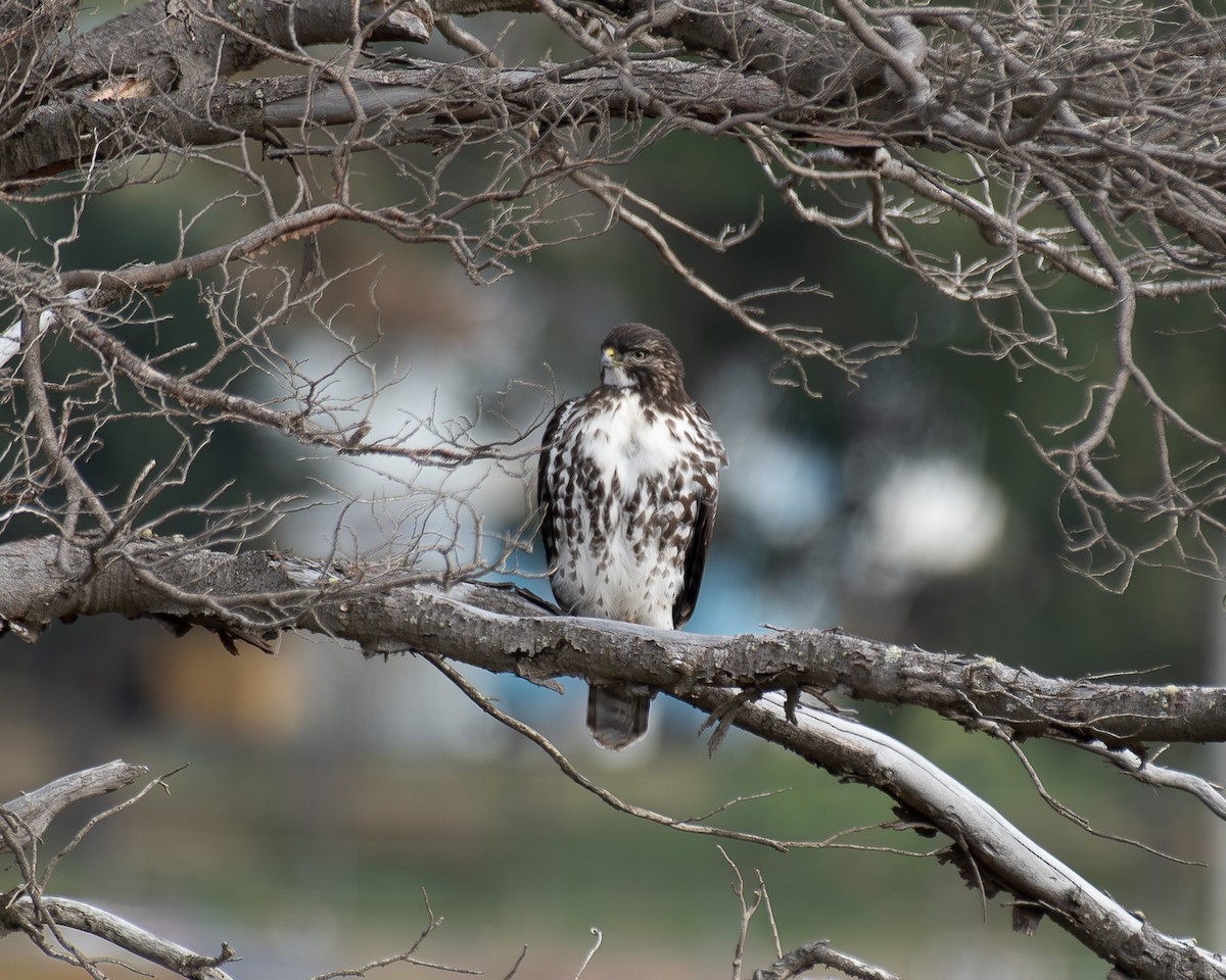 Rufous-tailed Hawk - ML619855339