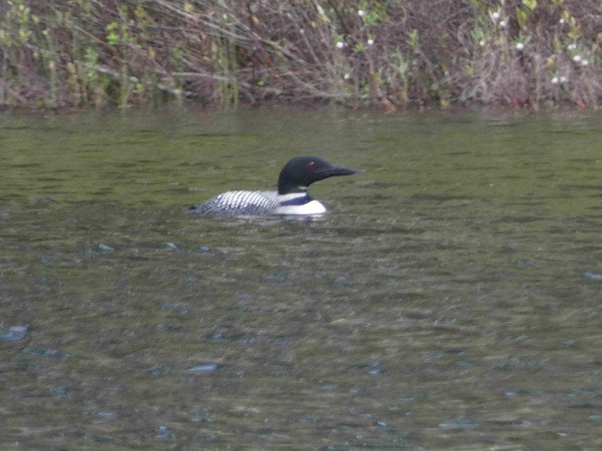 Common Loon - ML619855344