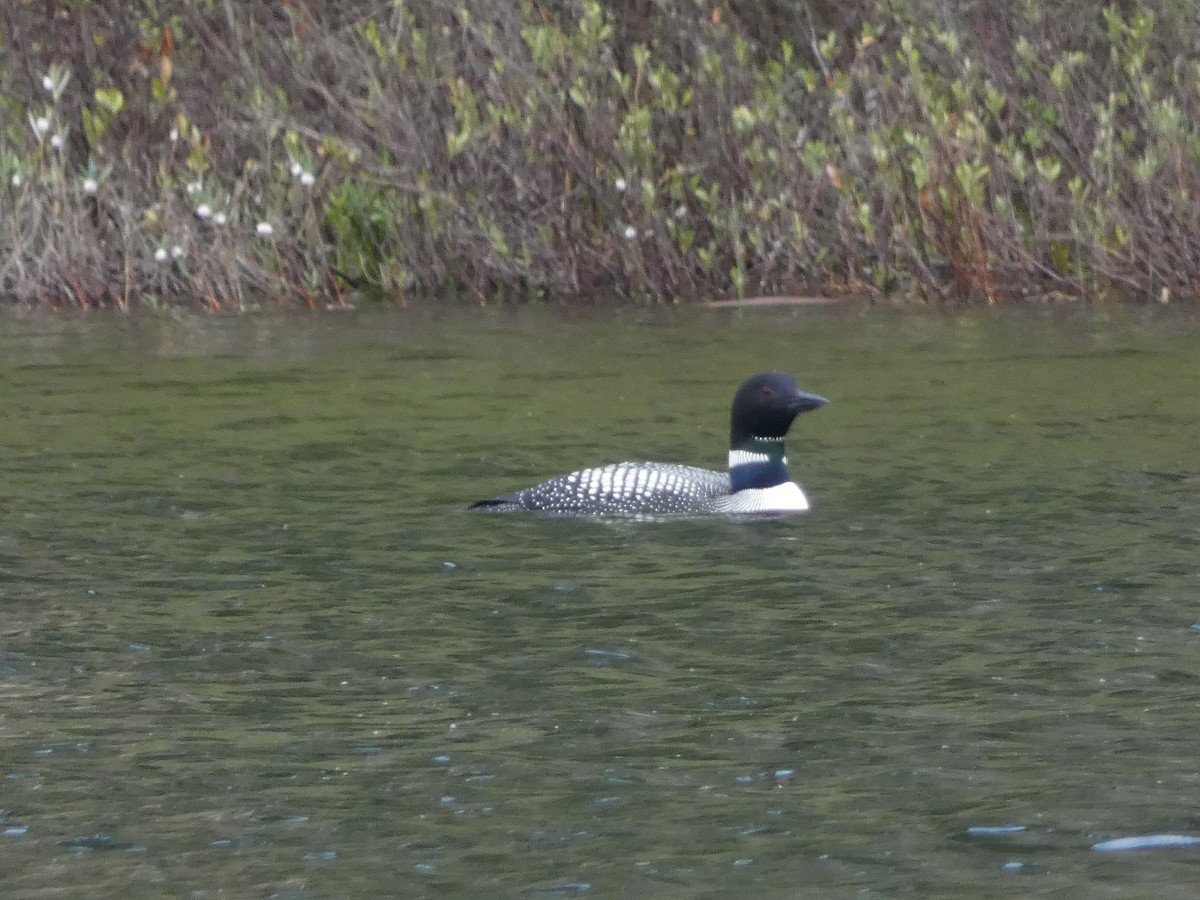 Common Loon - ML619855345