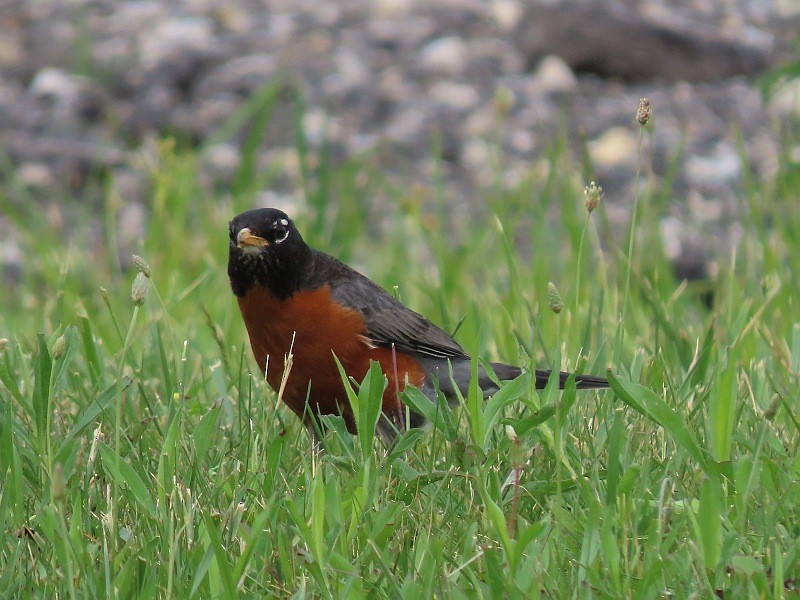 American Robin - ML619855353