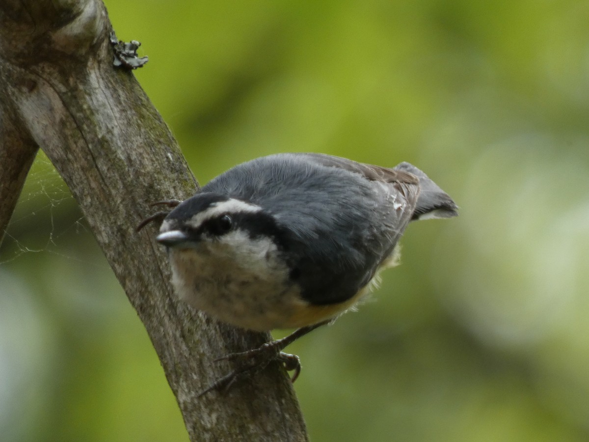 Red-breasted Nuthatch - ML619855359