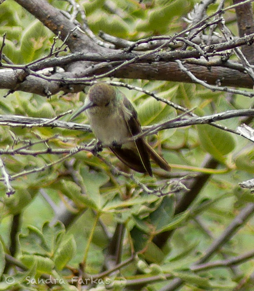 Spot-throated Hummingbird - ML619855362