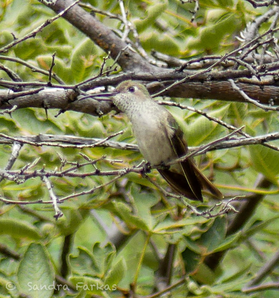 Spot-throated Hummingbird - ML619855363
