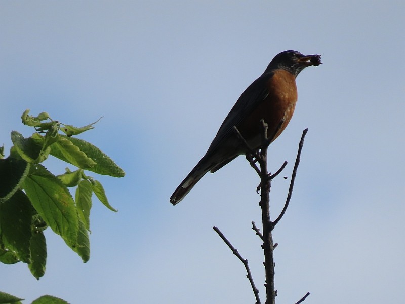 American Robin - ML619855368