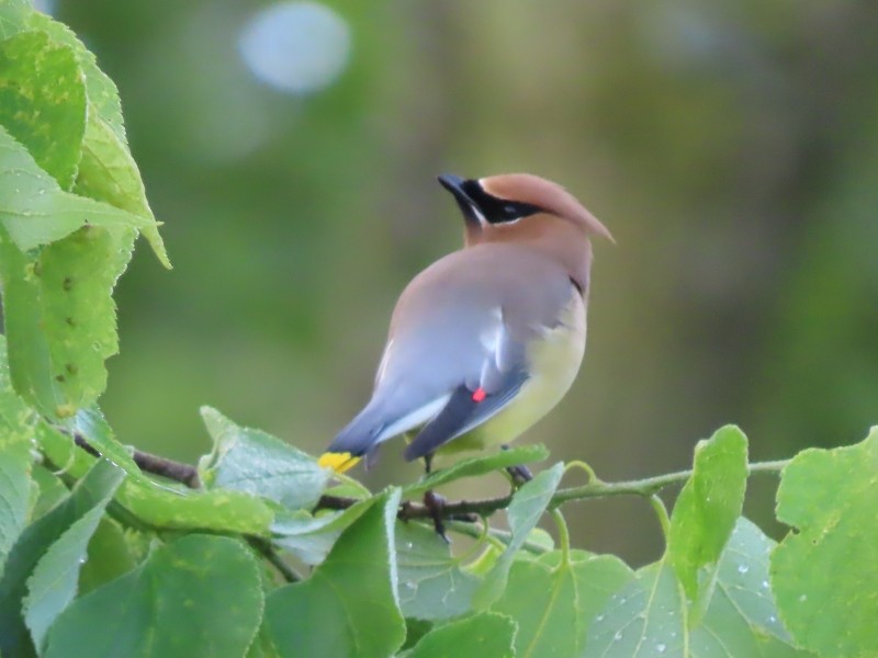 Cedar Waxwing - Tracy The Birder