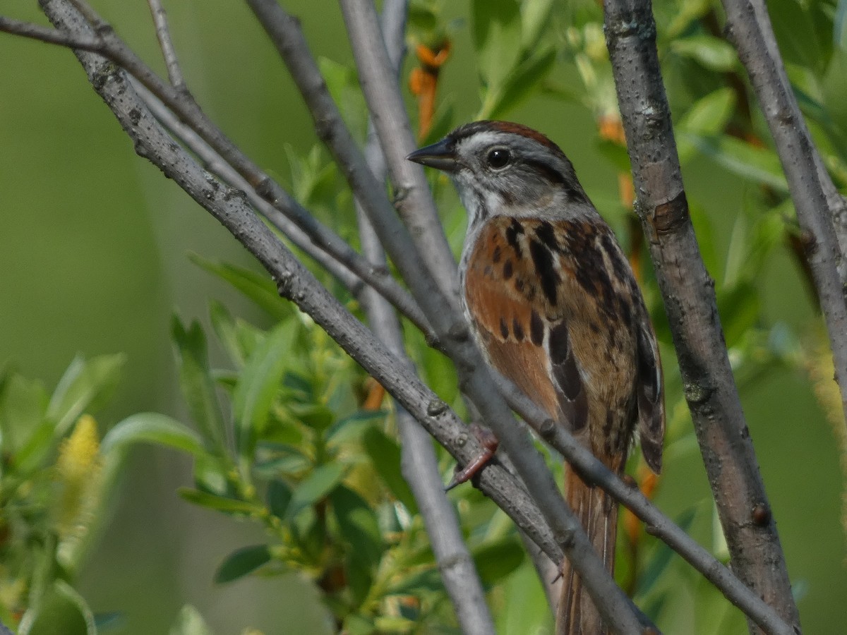 Swamp Sparrow - ML619855396