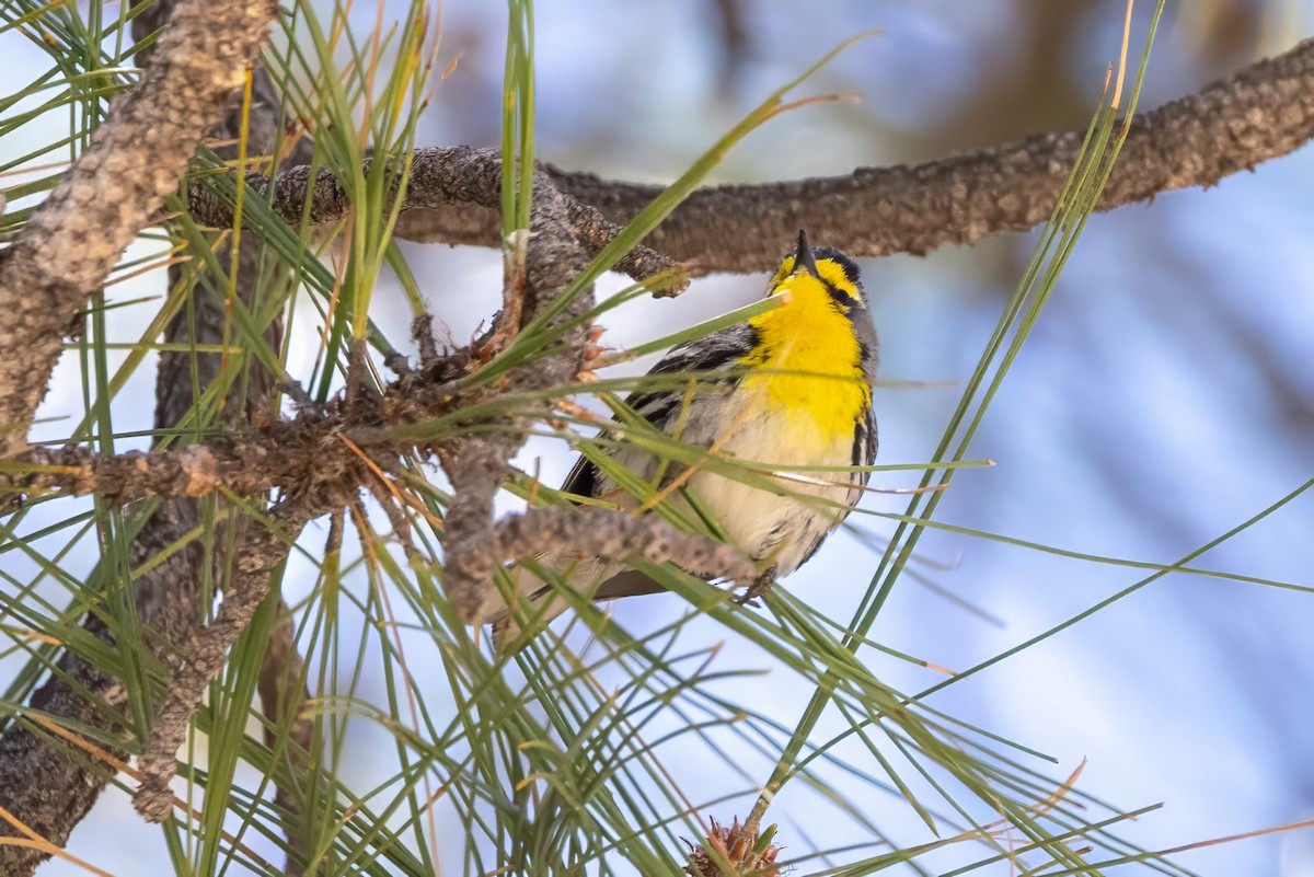 Grace's Warbler - ML619855421