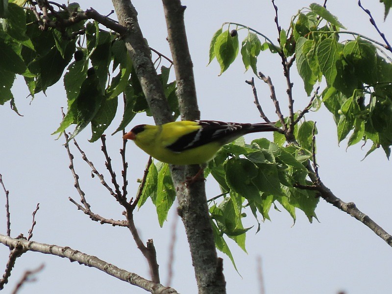 American Goldfinch - ML619855425