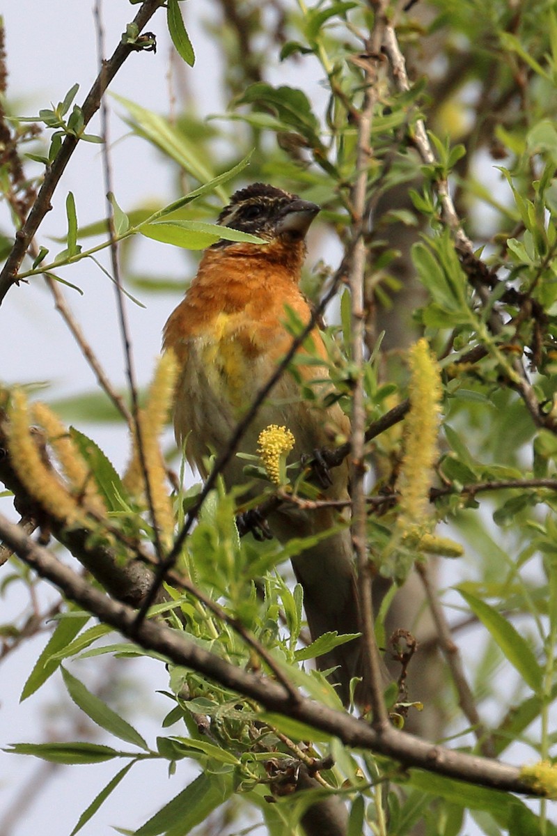 Black-headed Grosbeak - ML619855440