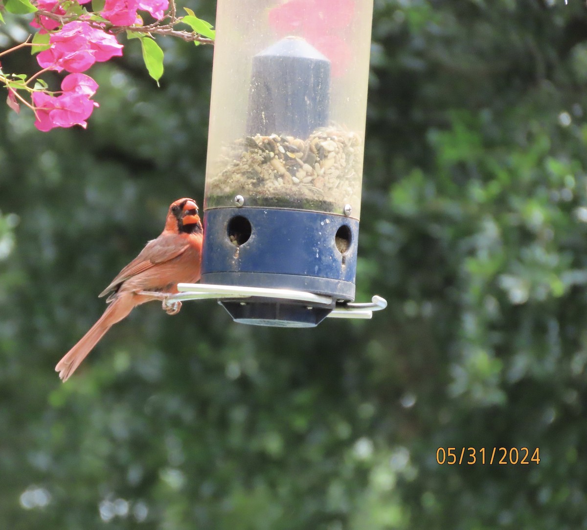 Northern Cardinal - ML619855463