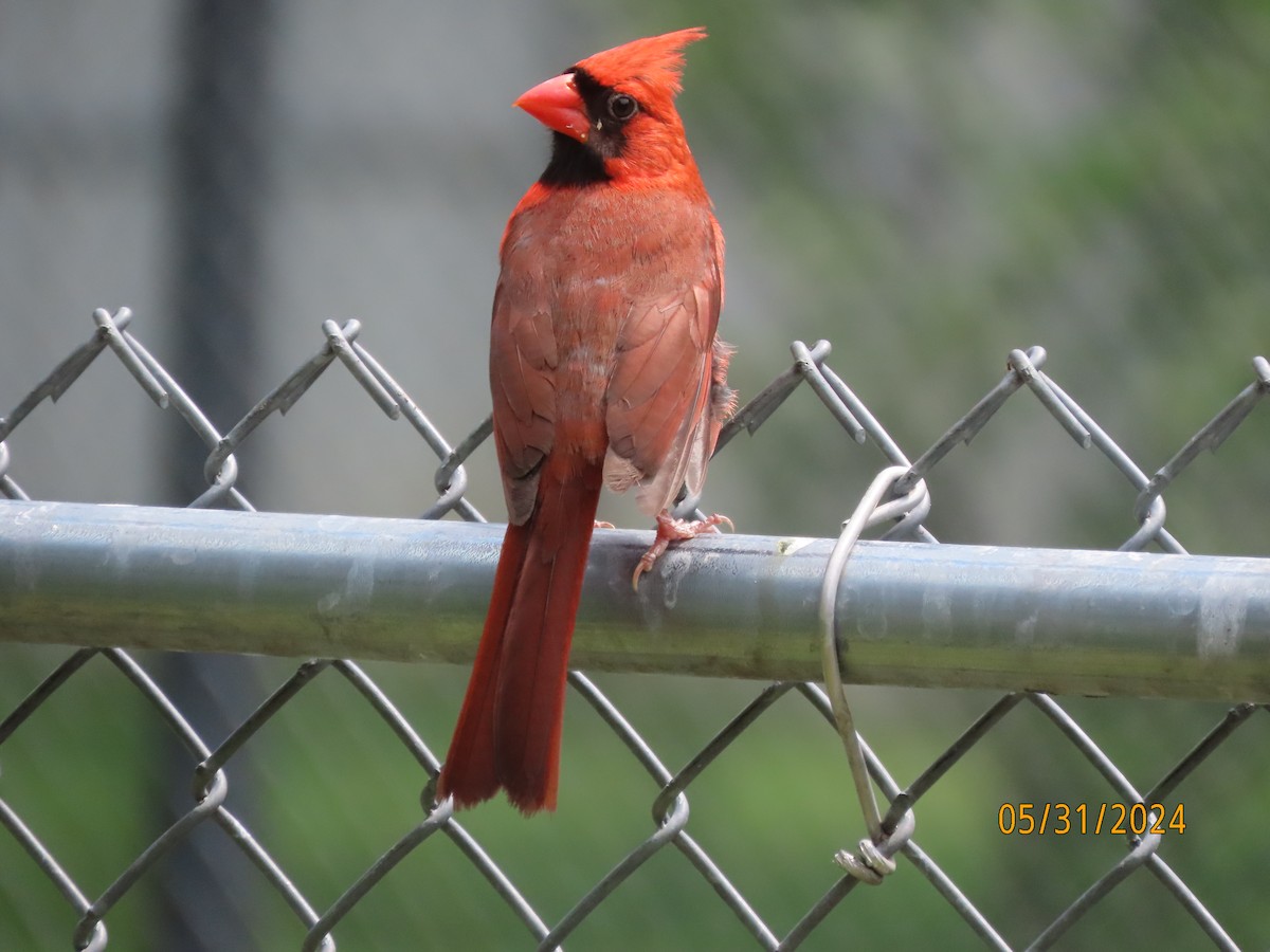 Northern Cardinal - ML619855464