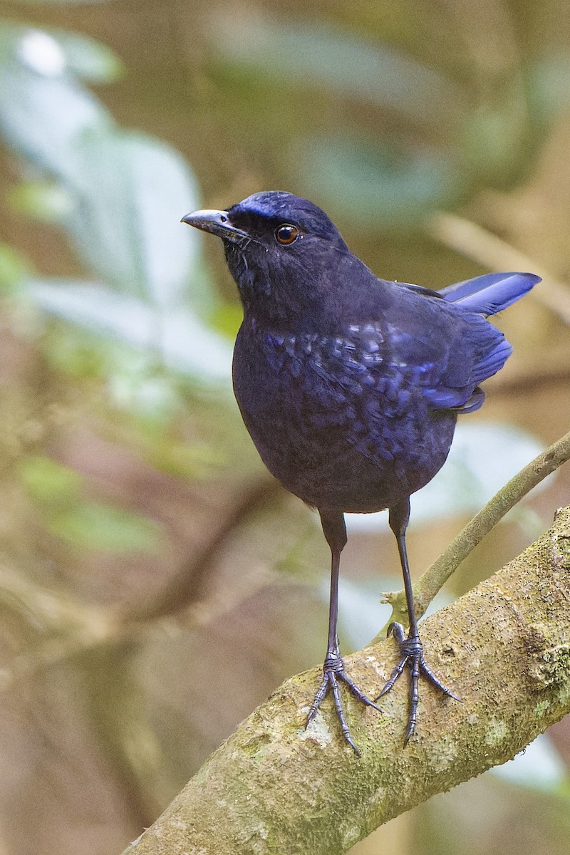 Тайваньская синяя птица - ML619855470