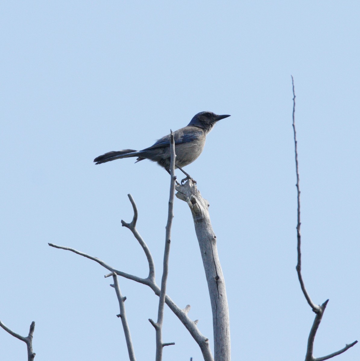 Woodhouse's Scrub-Jay - ML619855483