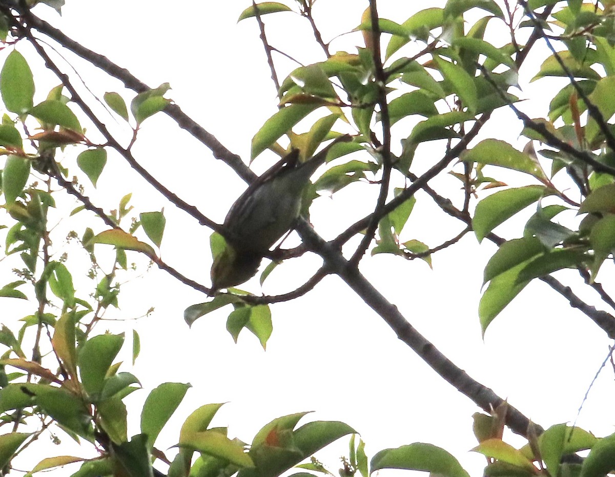 Black-throated Green Warbler - ML619855484