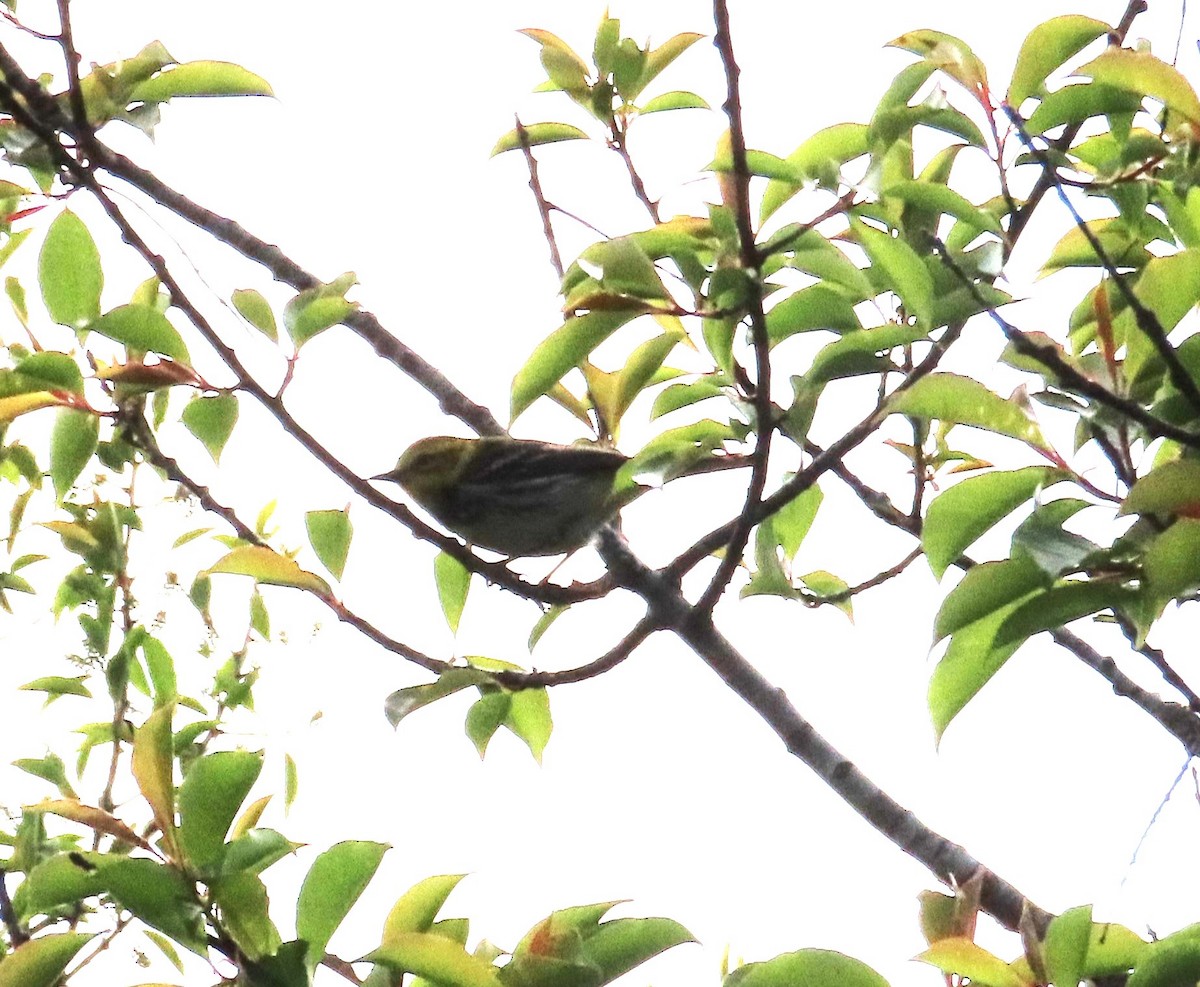Black-throated Green Warbler - ML619855485