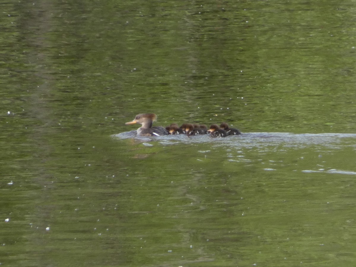 Hooded Merganser - ML619855487