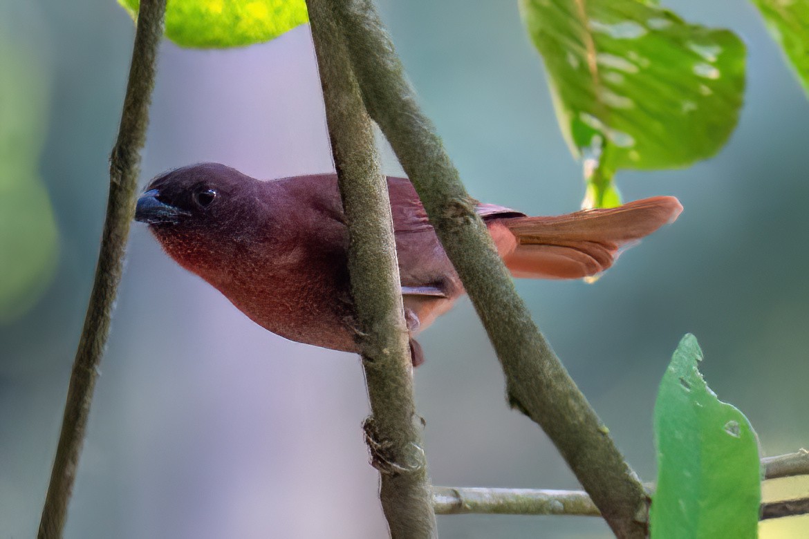 Red-crowned Ant-Tanager - ML619855489