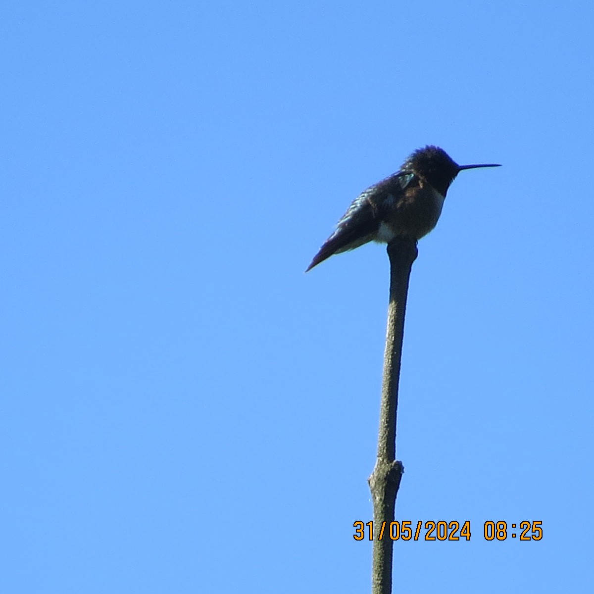 Ruby-throated Hummingbird - ML619855496