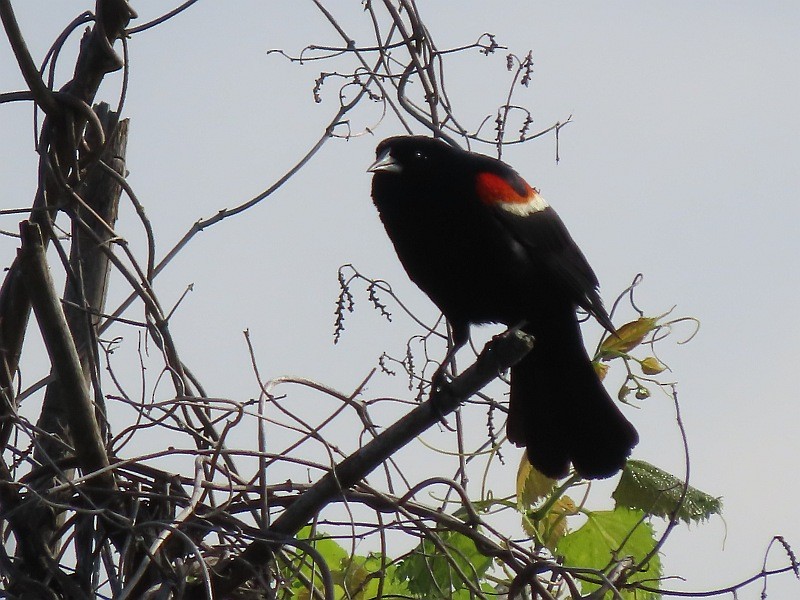 Red-winged Blackbird - ML619855501