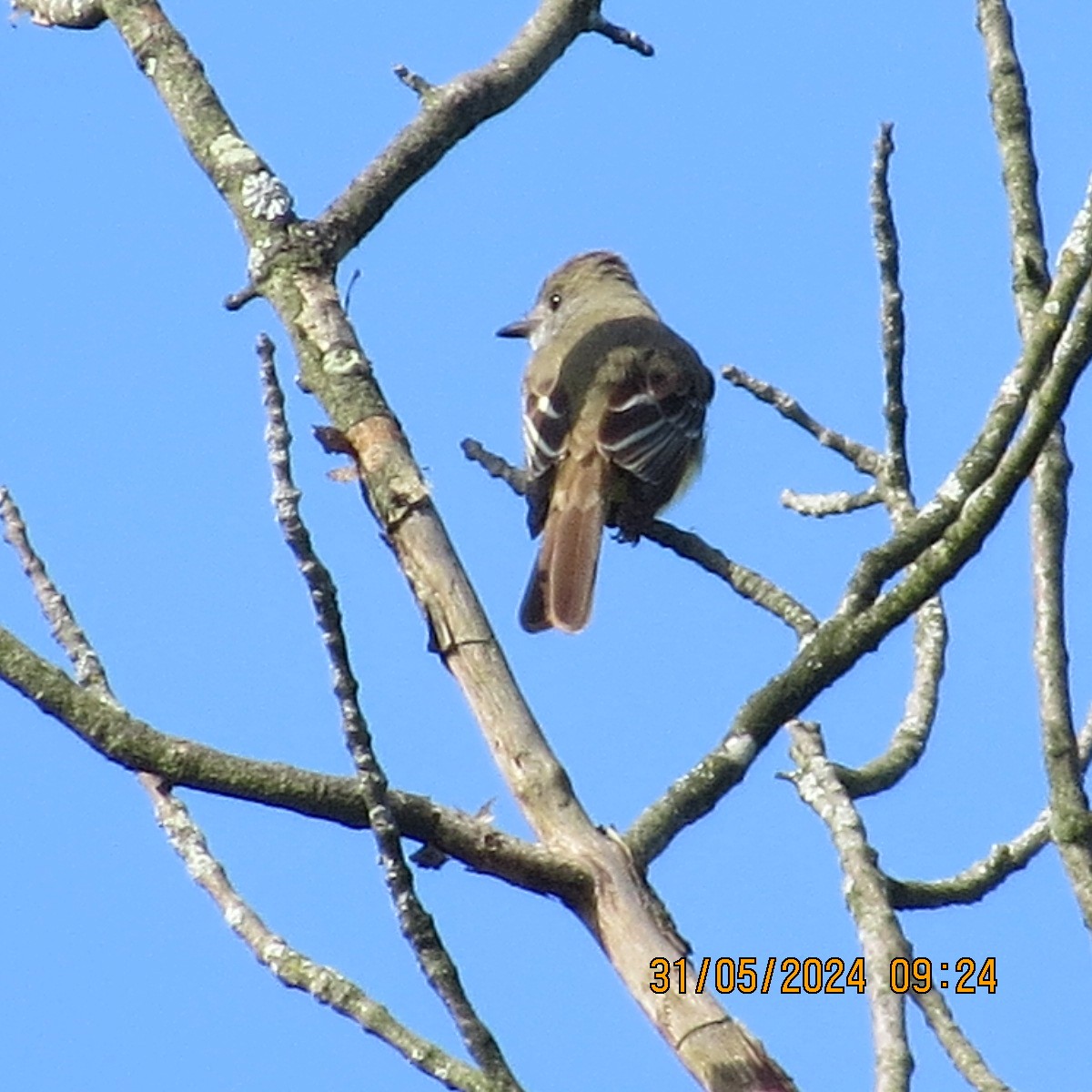 Great Crested Flycatcher - ML619855503
