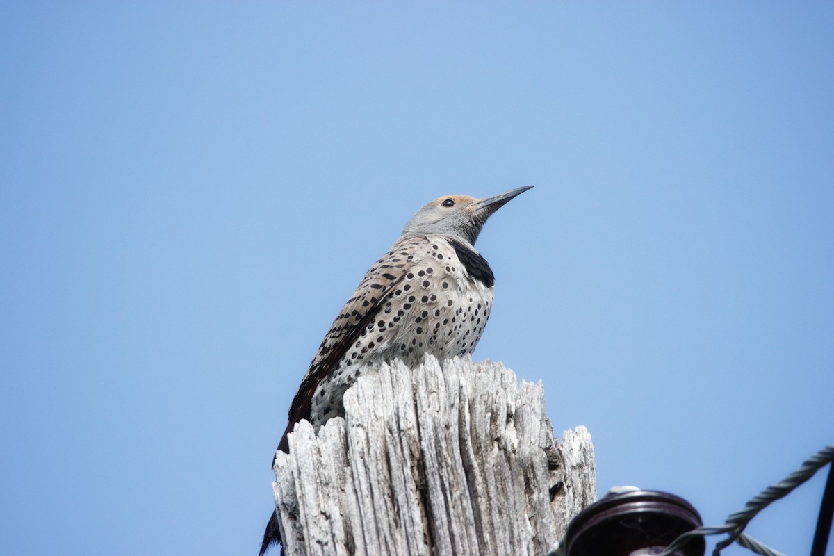 Northern Flicker - ML619855515