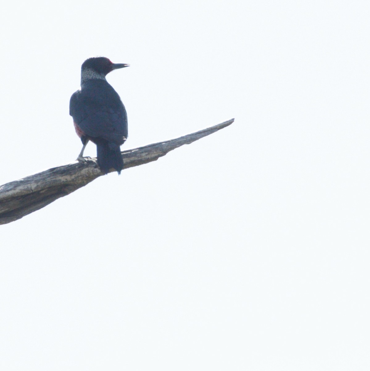 Lewis's Woodpecker - ML619855528