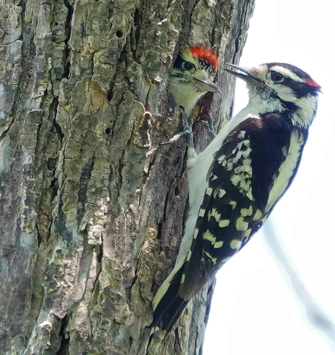 Downy Woodpecker - Mike Burkoski
