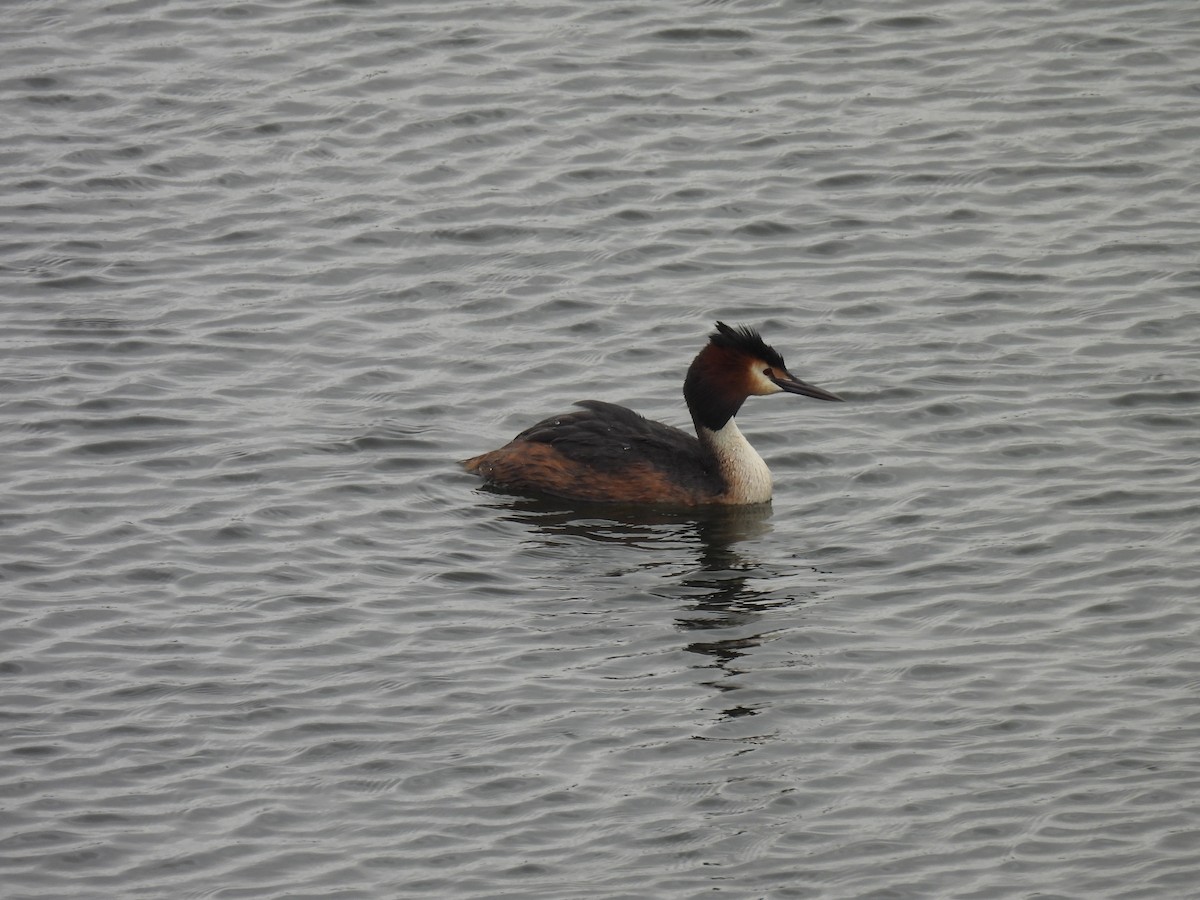 Great Crested Grebe - ML619855584