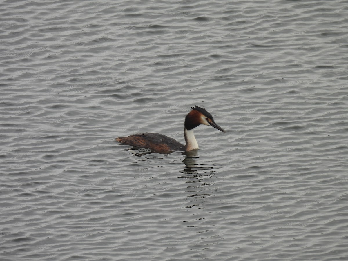 Great Crested Grebe - ML619855585