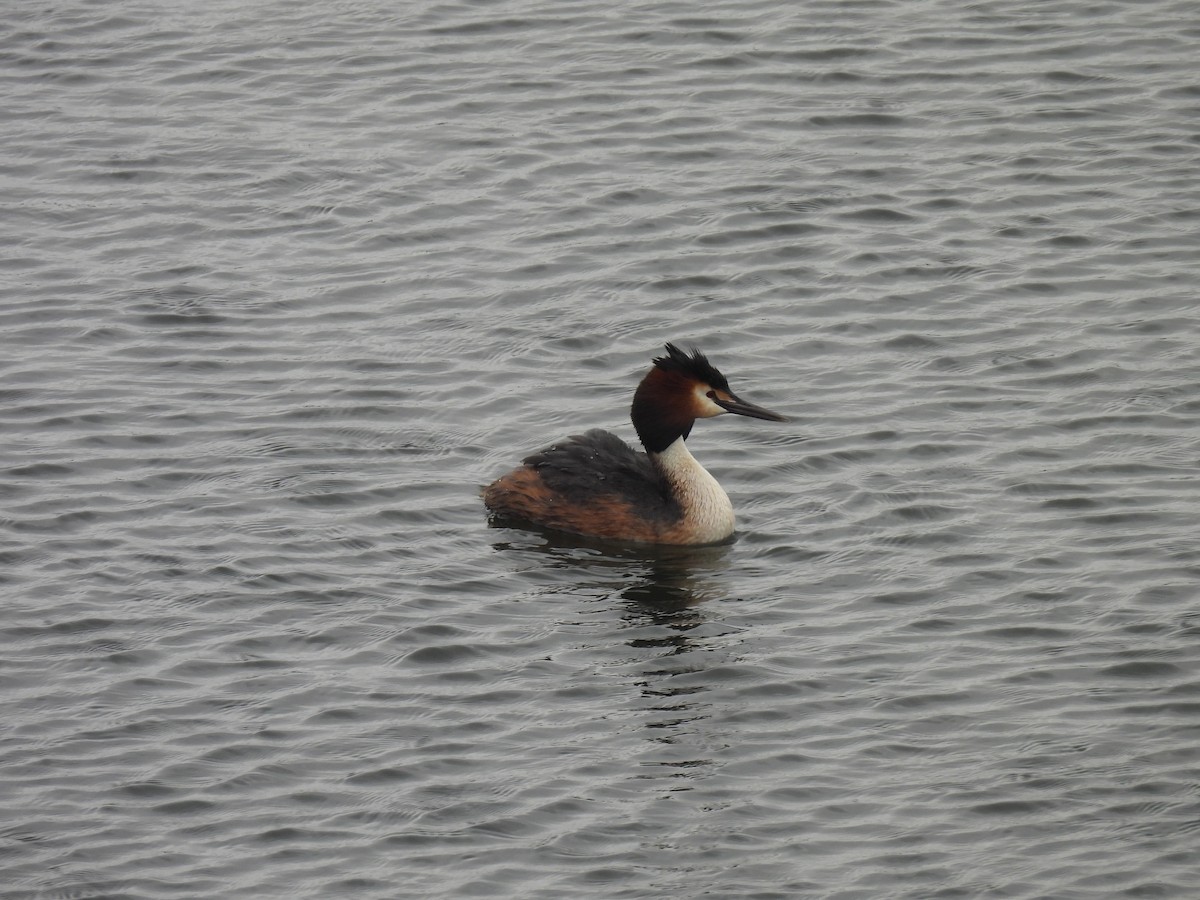 Great Crested Grebe - ML619855586