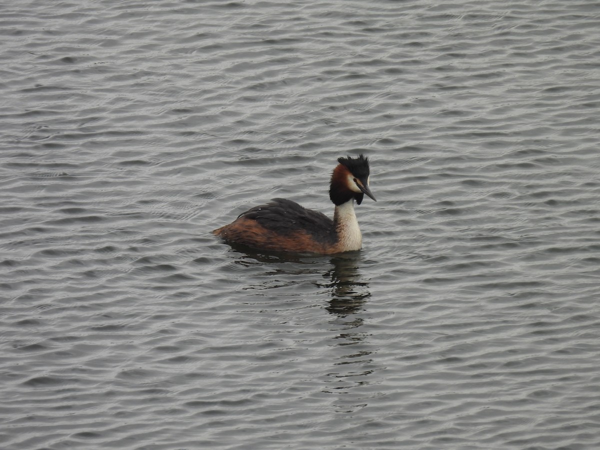 Great Crested Grebe - ML619855587