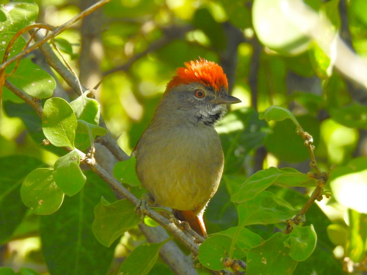 Sooty-fronted Spinetail - ML619855597
