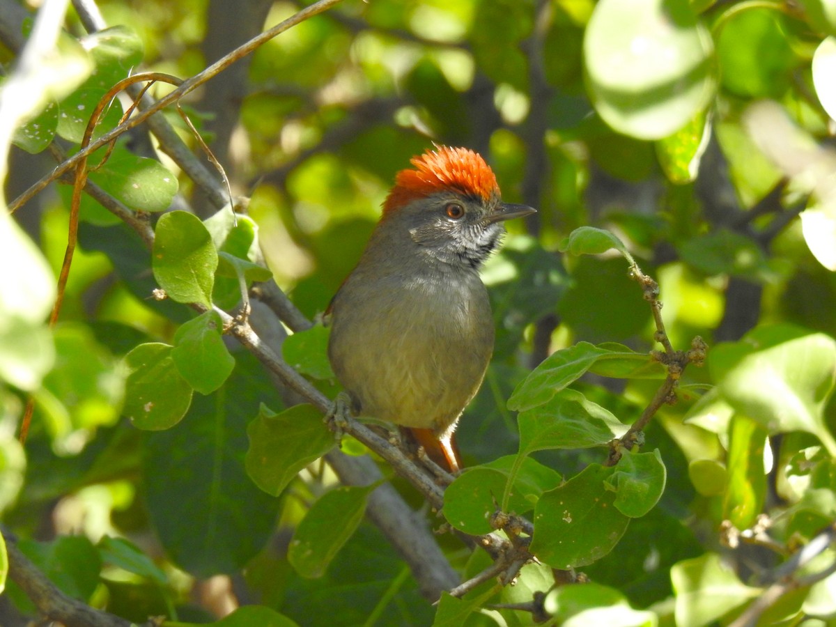 Sooty-fronted Spinetail - ML619855598