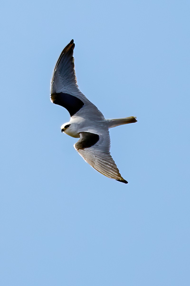 Black-shouldered Kite - ML619855605