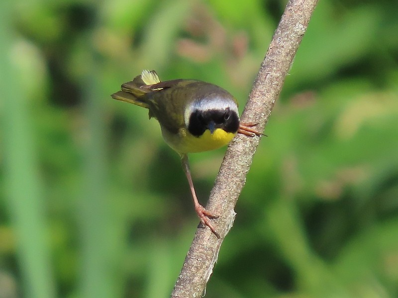 Weidengelbkehlchen - ML619855606