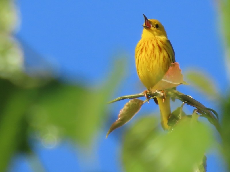 Yellow Warbler - ML619855611